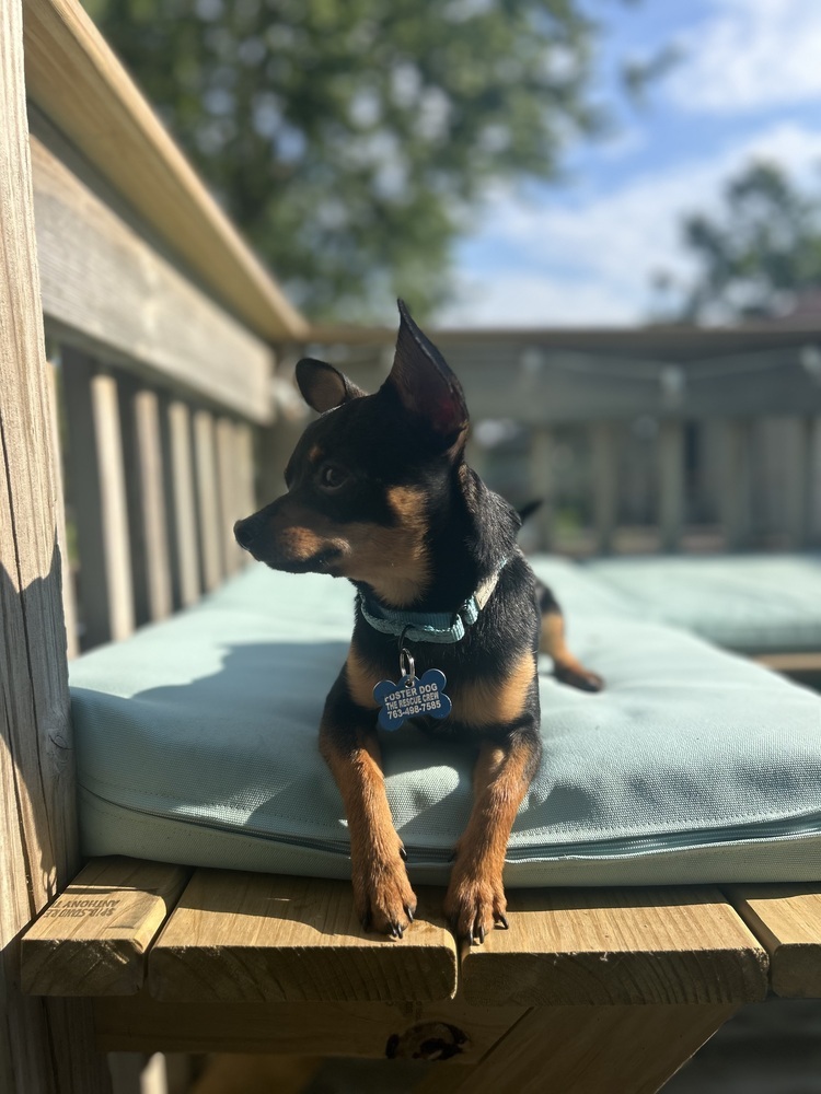 Chip