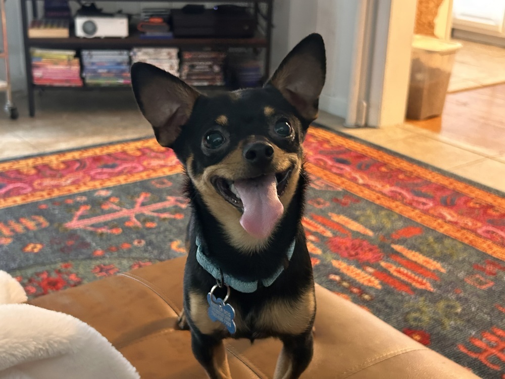 Chip