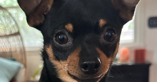 Chip