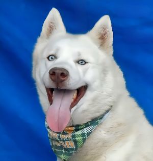 A5696936 Say hello to Francois  a 2-year-old Alaskan Husky and walking cloud of vanilla cotton can
