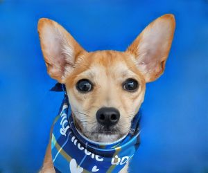 A5697400 Carl Looking for a whole lot of personality in a pint-sized package  This teacup treasure 