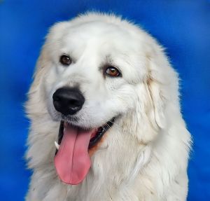 A5695400 Say hello to Stewart  a 6-year-old Great Pyrenees and certified hunk of love - like a gian