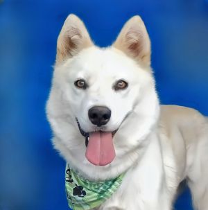 A5696761 Say hello to Coda  a 2-year-old Siberian Husky mix and a gloriously soft dollop of whippe
