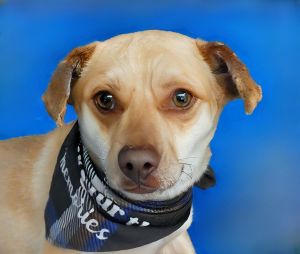 A5695418 Chevy is a 2-year-old short-haired Terrier mix with a warm brown coat bright eyes and a 