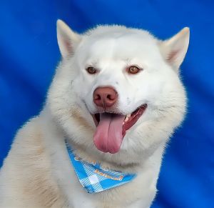 A5697283 Meet Rocky  a 2-year-old Alaskan Husky whos basically a living brea