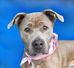 A5696848 Say hello to Chanelle  a 1-year-5-month-old American Staffordshire Te