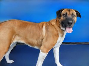 Meet Betty  a 6-year-old Black Mouth Cur mix with stunning one-of-a-kind looks and a warm heart fu