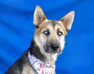 A5696762 Meet Bale  a 2-year-old German Shepherd sweetheart with the breeds classic good looks in