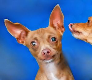 A5697054 Meet Prayer  Small in Size Big in Heart With his sleek reddish fur a