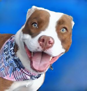 A5697380 Say hello to Ivy  a 1-year-old pittie princess and certified cutie pa