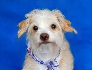 A5696954 Meet Layla  a 7-year-old miniature TerrierMaltese mix and the most darling little tuft o