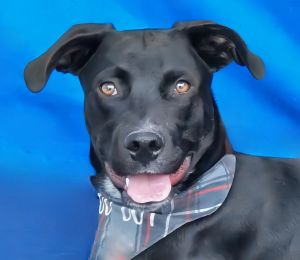 A5694411 Meet Lucas  a 9-month-old Labrador Retriever mix with a sleek jet black coat and the cut