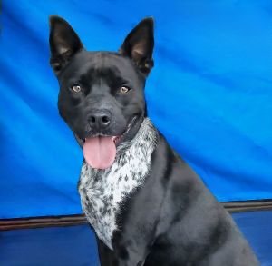 A5696457 Meet Sharpie - The Handsome Cookies-and-Cream Dream This Australian Cattle Dog mix has a 
