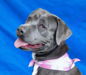 A5694363 Meet Grace  our 4-year-old pittie sweetheart with a velvety charcoal coat accented with a 