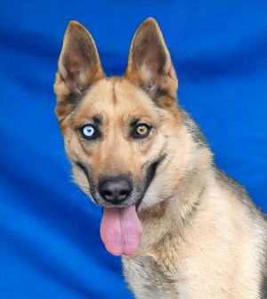 A5697749 Meet Sydney  a stunning 4-year-old German Shepherd with the breeds classic good looks an