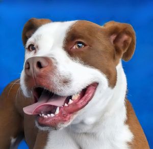 Meet Abhi  a toffee-topped teenager with a heart of gold At just 1 year old Abhi is a happy-go-lu