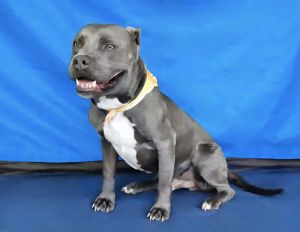 UHA5691734 A5691734 Say hello to Twister  a 2-year-old silky-soft land seal classic pittie wit