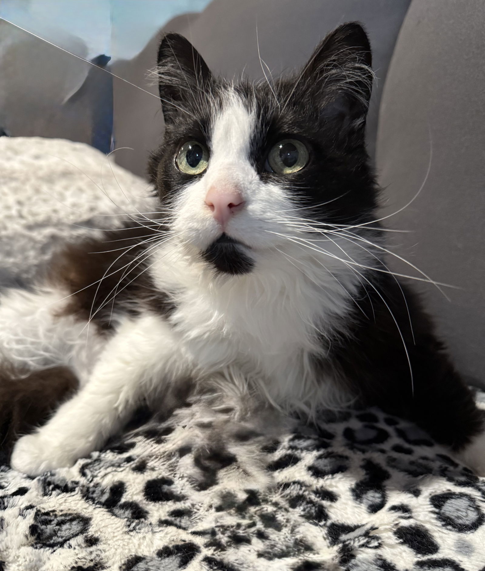 Lucille, an adoptable Domestic Long Hair in Traverse City, MI, 49686 | Photo Image 1