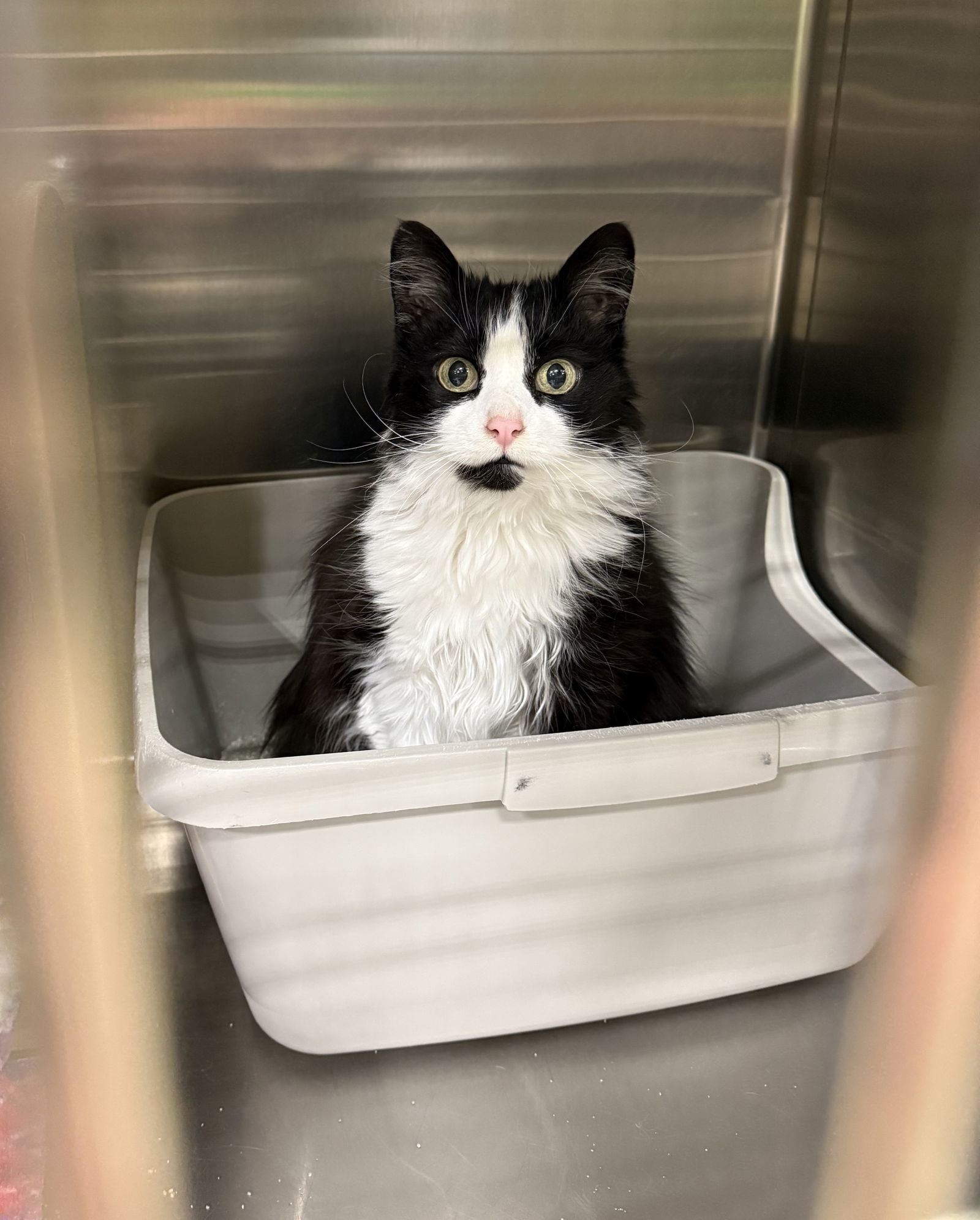 Lucille, an adoptable Domestic Long Hair in Traverse City, MI, 49686 | Photo Image 2