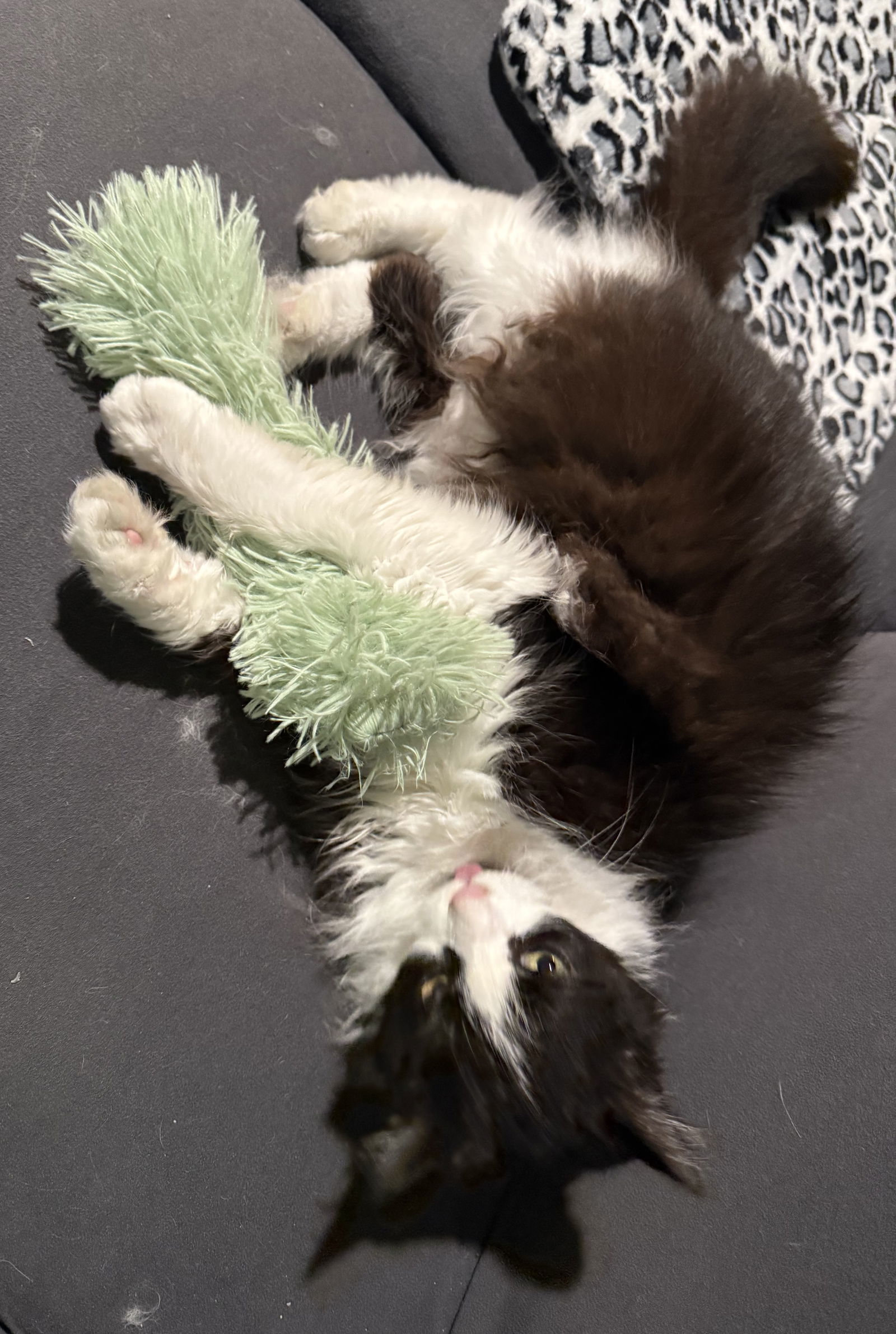 Lucille, an adoptable Domestic Long Hair in Traverse City, MI, 49686 | Photo Image 3