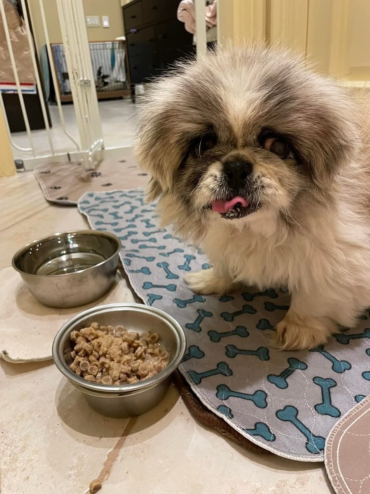 Archie Bunker, an adoptable Pekingese in Palm Harbor, FL, 34683 | Photo Image 1