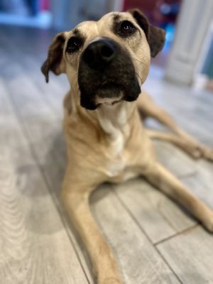 Layla, Young Female Labrador Retriever