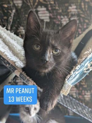Mr. Peanut, Baby Male unknown