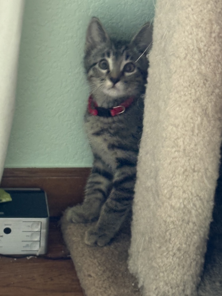 Panther, an adoptable Domestic Short Hair, Domestic Medium Hair in Lafayette, CO, 80026 | Photo Image 1