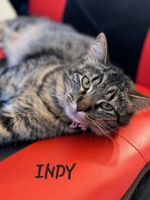 Indy, Young Female Domestic Short Hair