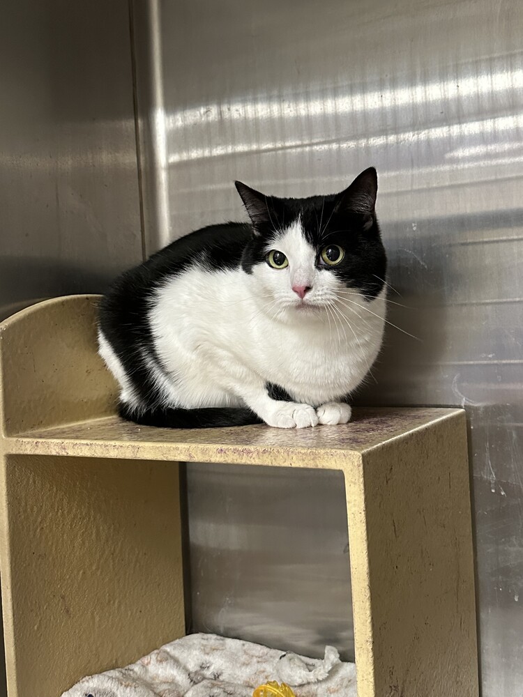 Oreo (adoption fee sponsored), an adoptable Domestic Short Hair in Lafayette, CO, 80026 | Photo Image 1