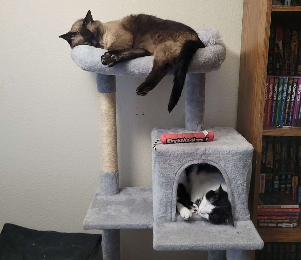 Oreo (adoption fee sponsored), an adoptable Domestic Short Hair in Lafayette, CO, 80026 | Photo Image 2