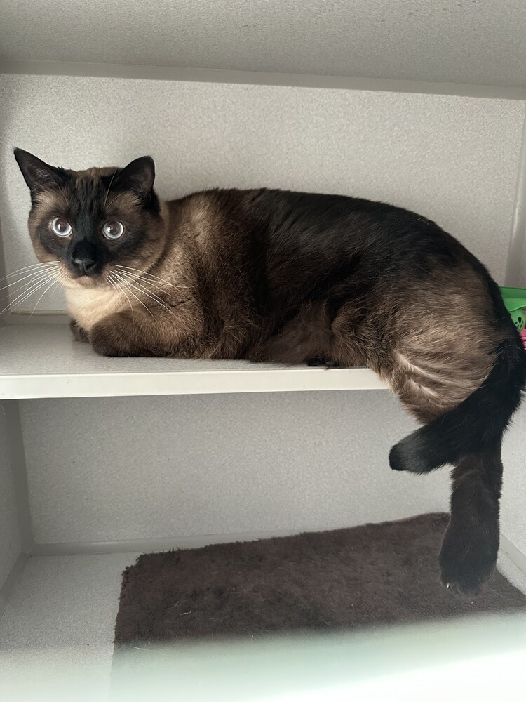 Brownie (adoption fee sponsored), an adoptable Siamese in Lafayette, CO, 80026 | Photo Image 1