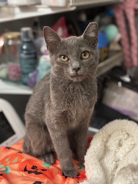 Smokie, an adoptable Russian Blue, Domestic Short Hair in Lafayette, CO, 80026 | Photo Image 1