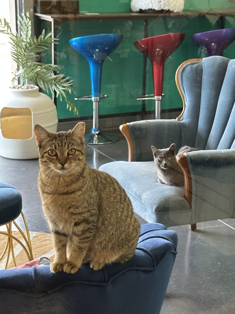 Smokie, an adoptable Russian Blue, Domestic Short Hair in Lafayette, CO, 80026 | Photo Image 2