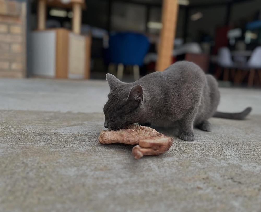 Smokie, an adoptable Russian Blue, Domestic Short Hair in Lafayette, CO, 80026 | Photo Image 3