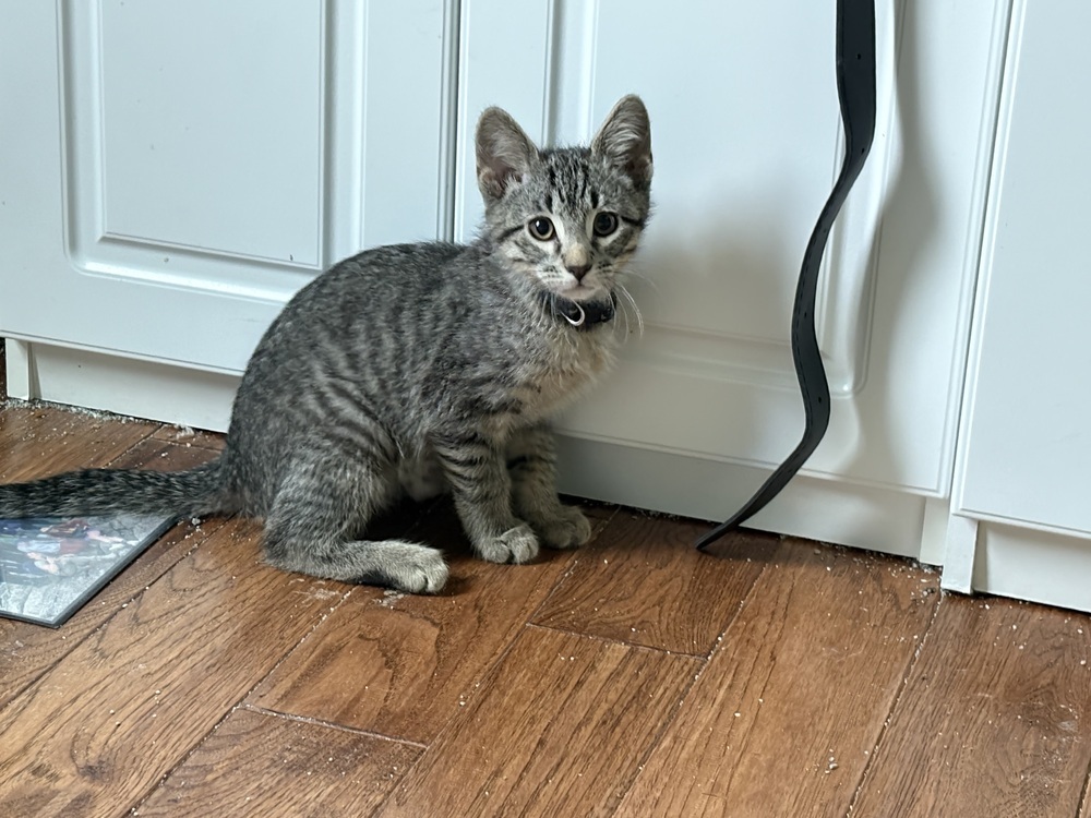 Lynx, an adoptable Domestic Short Hair, Domestic Medium Hair in Lafayette, CO, 80026 | Photo Image 1