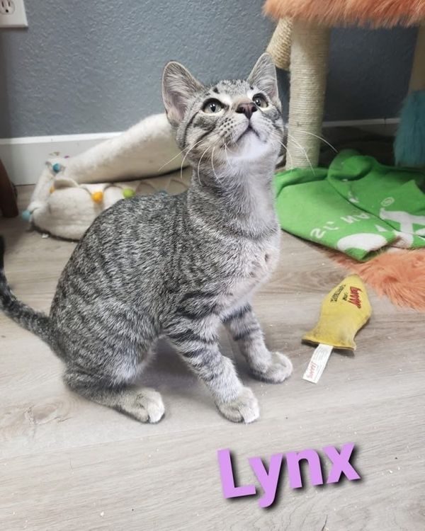 Lynx thumbnail 1