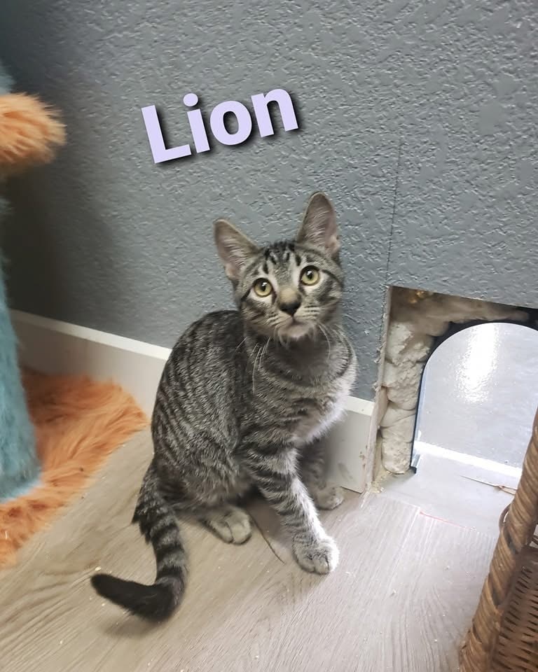 Lion, an adoptable Domestic Short Hair, Domestic Medium Hair in Lafayette, CO, 80026 | Photo Image 1