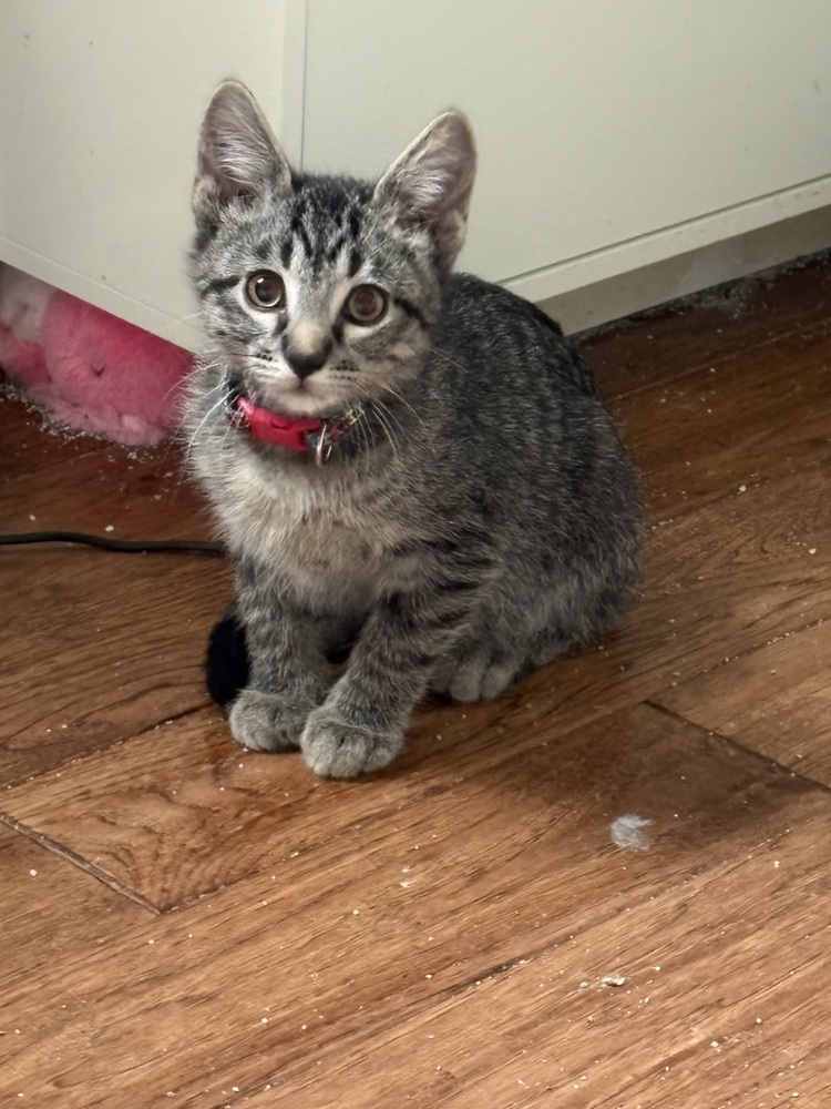 Lion, an adoptable Domestic Short Hair, Domestic Medium Hair in Lafayette, CO, 80026 | Photo Image 2