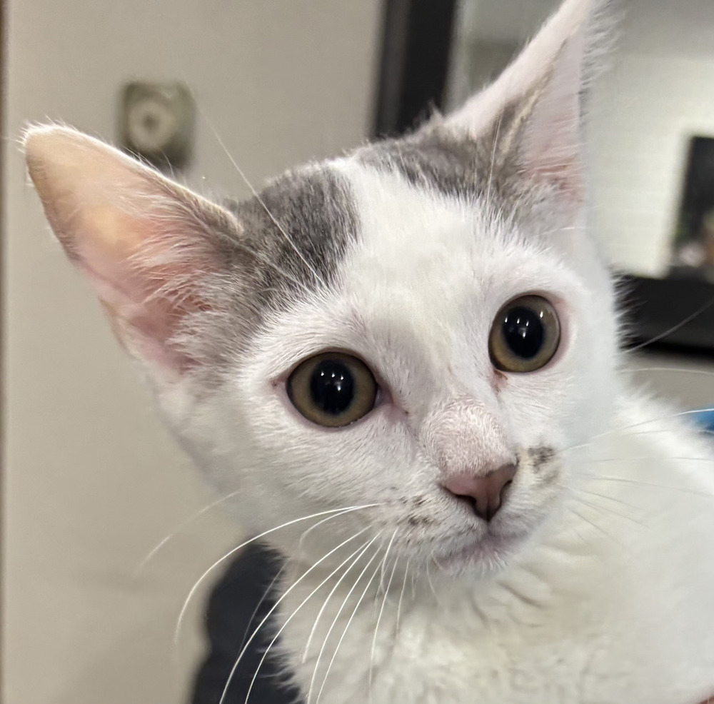 Amanda, an adoptable Domestic Short Hair in Salinas, CA, 93905 | Photo Image 1