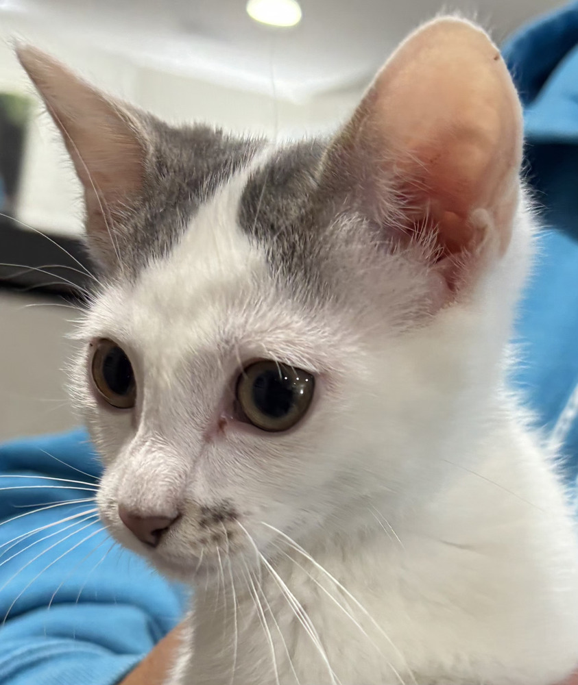 Amanda, an adoptable Domestic Short Hair in Salinas, CA, 93905 | Photo Image 2