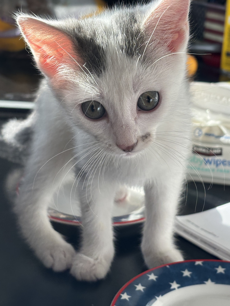 Amanda, an adoptable Domestic Short Hair in Salinas, CA, 93905 | Photo Image 3