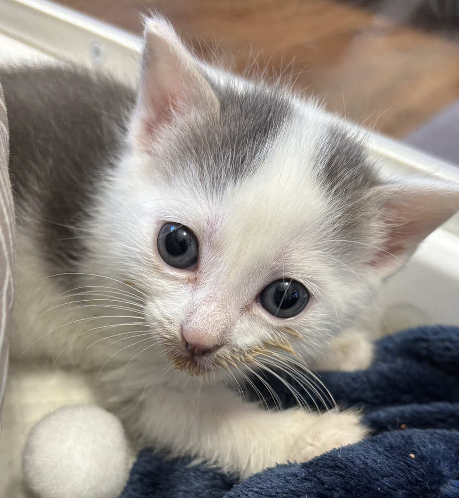 Amanda, an adoptable Domestic Short Hair in Salinas, CA, 93905 | Photo Image 4