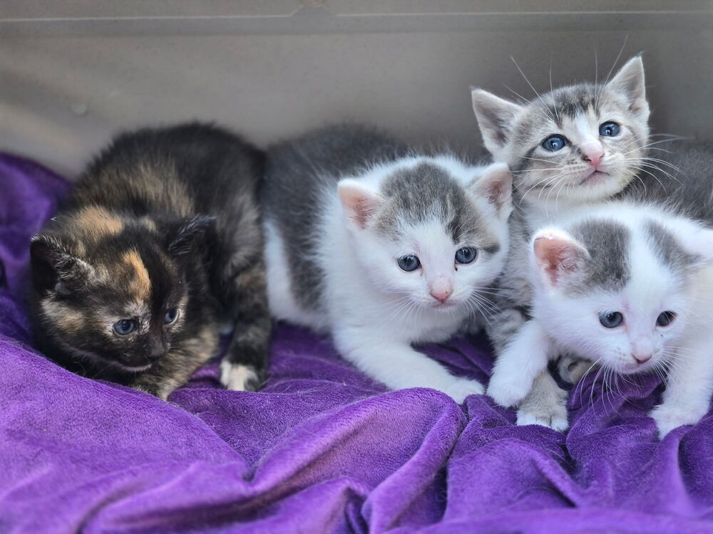 Amanda, an adoptable Domestic Short Hair in Salinas, CA, 93905 | Photo Image 5