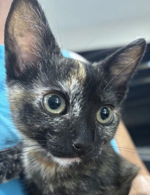 Olivia, Baby Female unknown