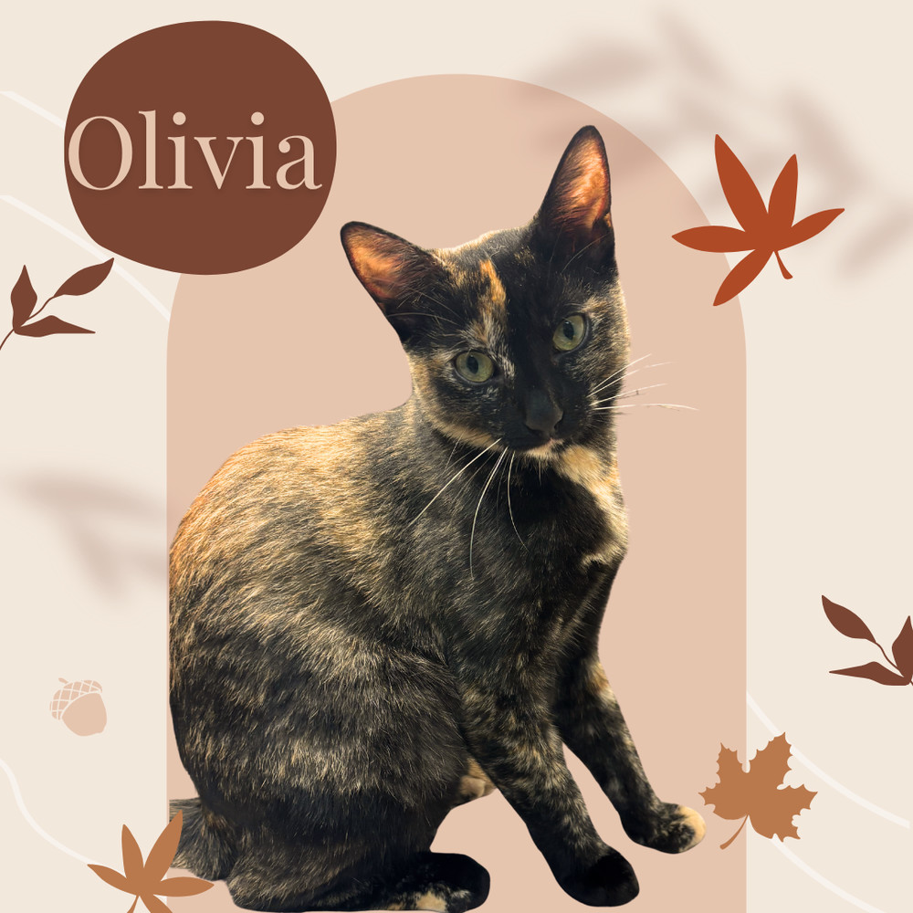 Olivia, an adoptable Domestic Short Hair in Salinas, CA, 93905 | Photo Image 1