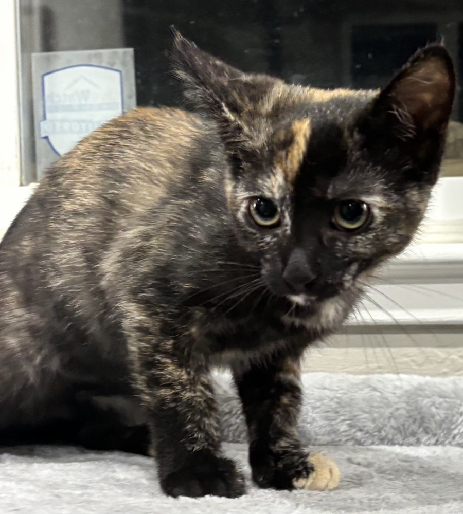Olivia, an adoptable Domestic Short Hair in Salinas, CA, 93905 | Photo Image 3