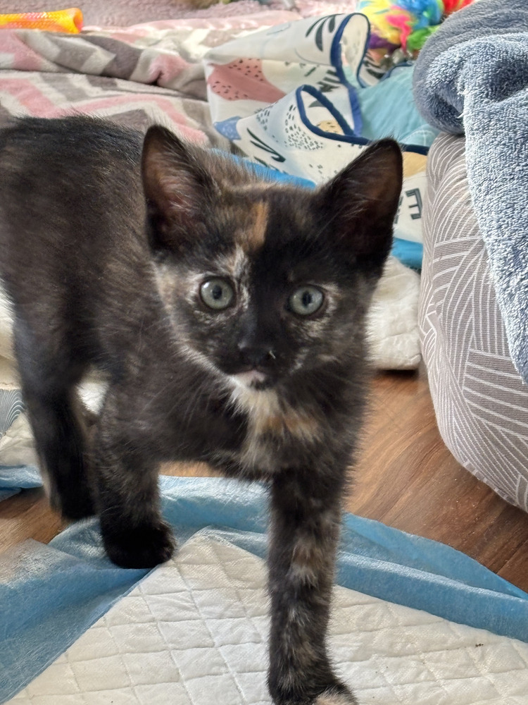 Olivia, an adoptable Domestic Short Hair in Salinas, CA, 93905 | Photo Image 4