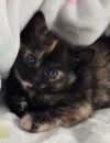 Olivia photo 5