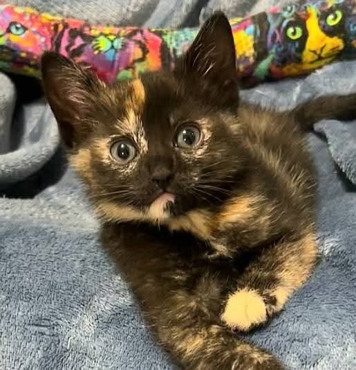 Olivia, an adoptable Domestic Short Hair in Salinas, CA, 93905 | Photo Image 5